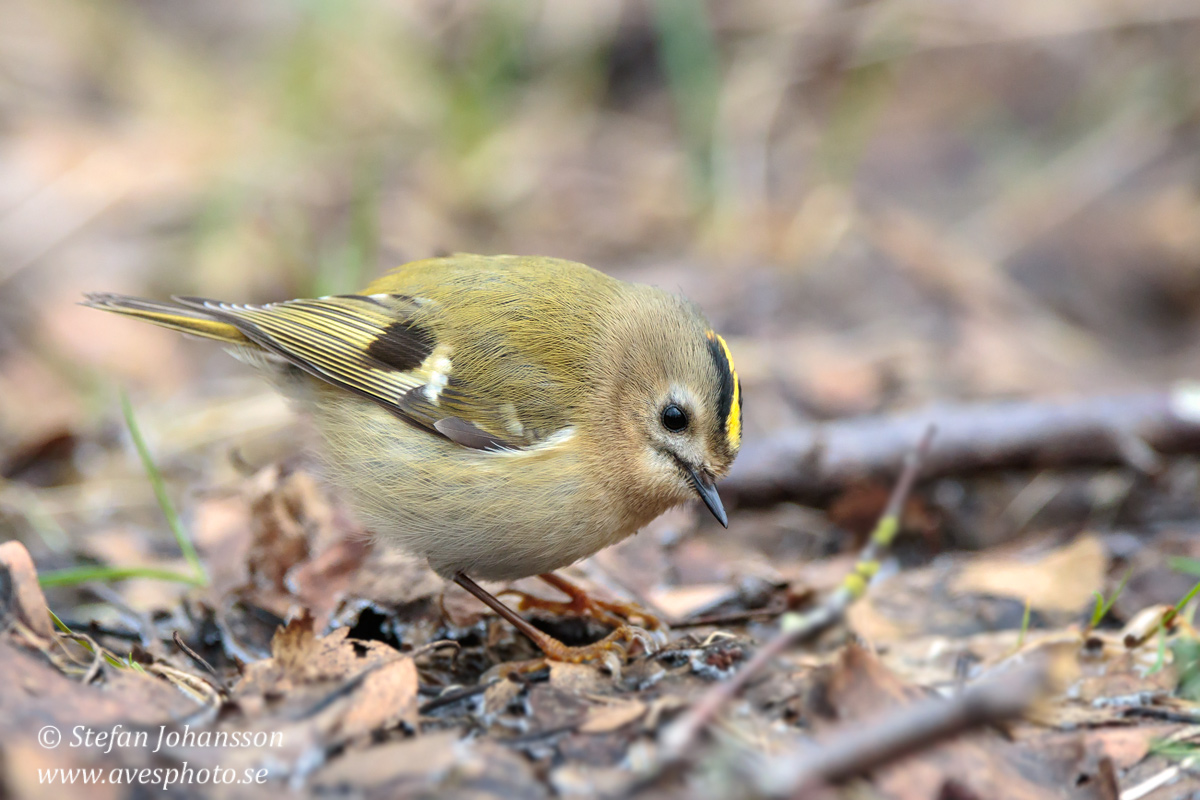 Kungsfgel / Goldcrest Regulus regulus 