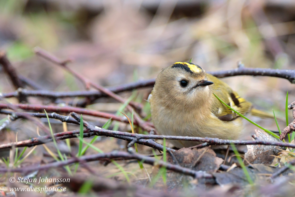 Kungsfgel / Goldcrest Regulus regulus Kungsfgel / Goldcrest Regulus regulus 