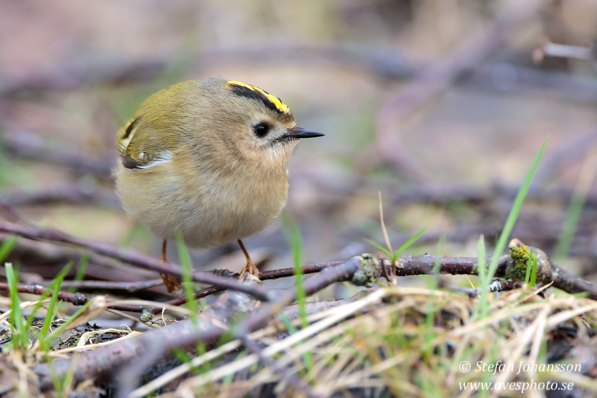 Kungsfgel / Goldcrest Regulus regulus 