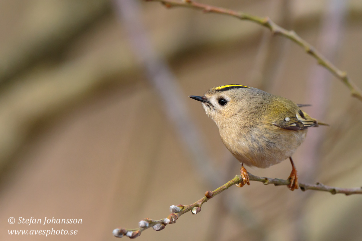 Kungsfgel / Goldcrest Regulus regulus 