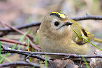 Kungsfågel / Goldcrest Regulus regulus