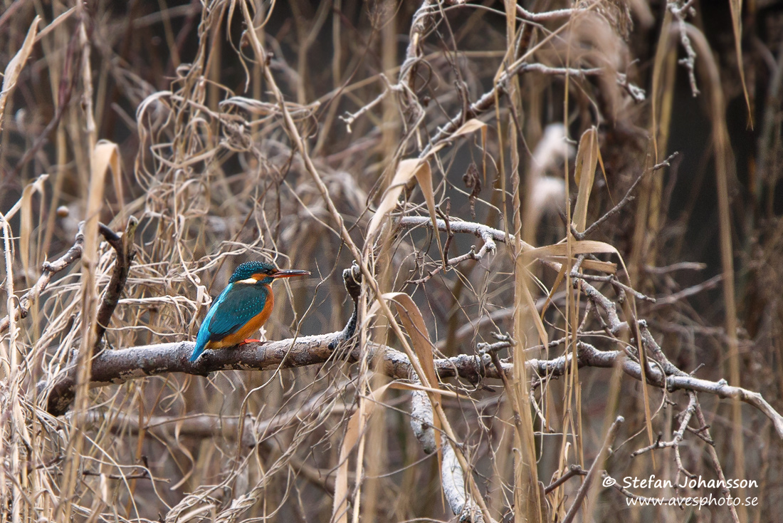 Kungsfiskare / Kingfisher Alcedo atthis 