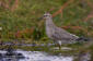 Calidris canutus