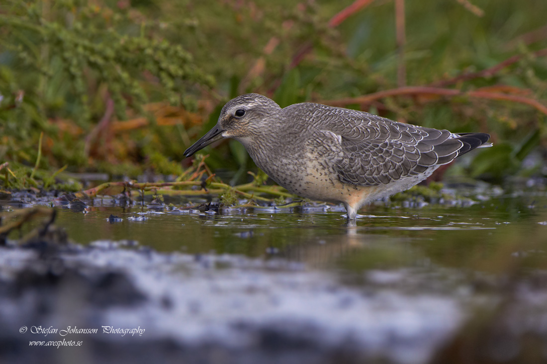 Calidris canutus