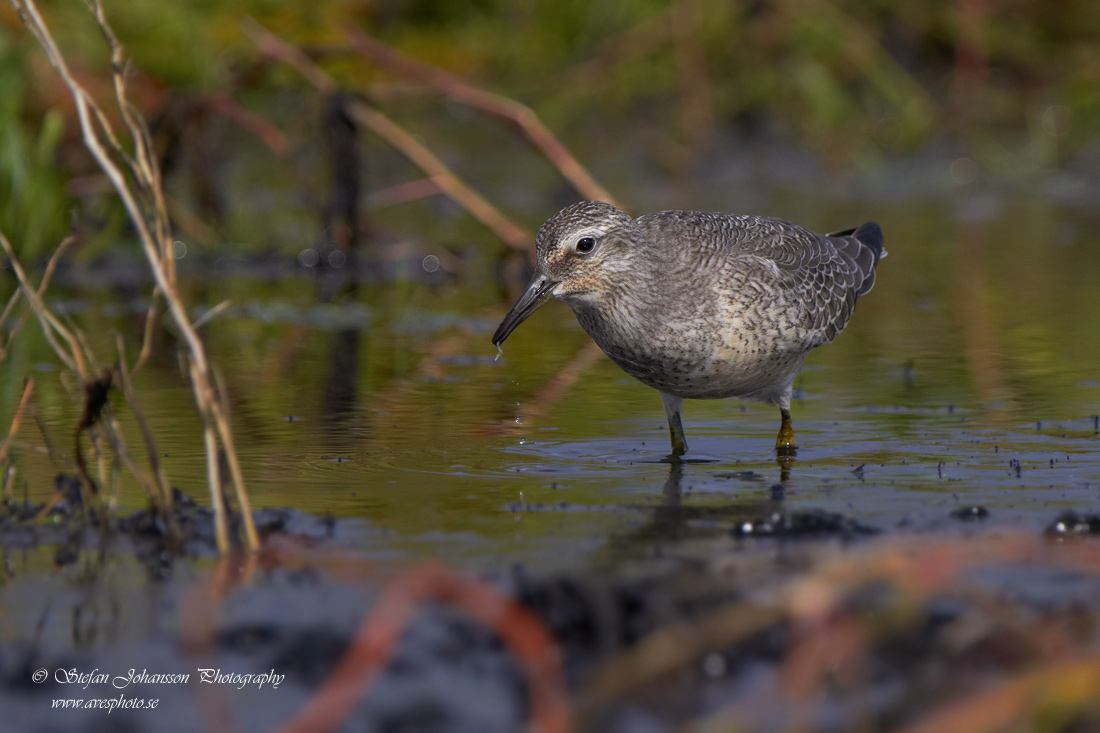 Calidris canutus