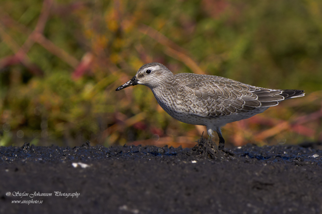 Calidris canutus