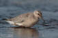 Kustsnppa / Red Knot Calidris canutus 