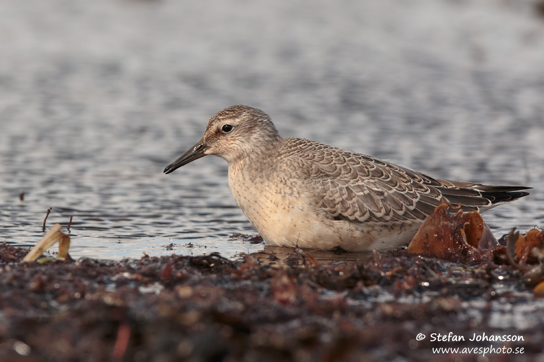 Kustsnppa / Red Knot Calidris canutus 