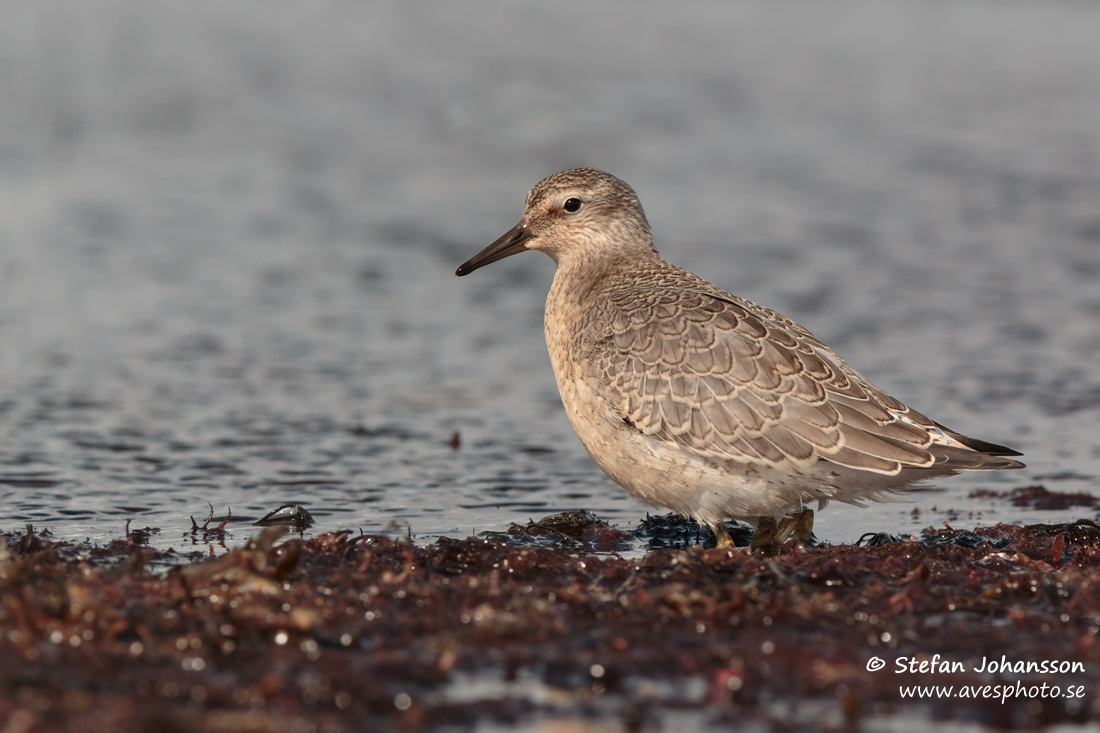 Kustsnppa / Red Knot Calidris canutus 