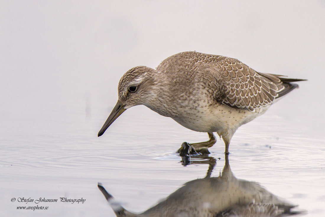 Kustsnppa / Red Knot Calidris canutus 