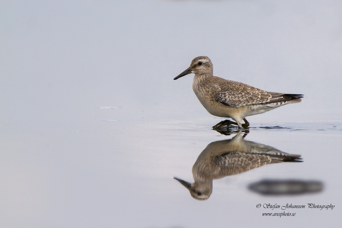 Kustsnppa / Red Knot Calidris canutus 