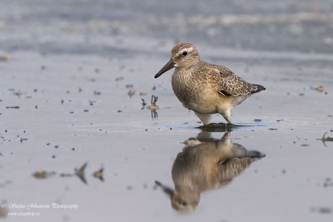 Kustsnppa / Red Knot Calidris canutus 