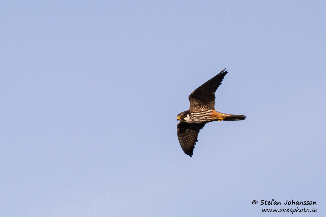 Lrkfalk / Eurasian Hobby Falco subbuteo 