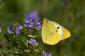 Ljusgul hfjril / Pale Clouded Yellow Colias hyale