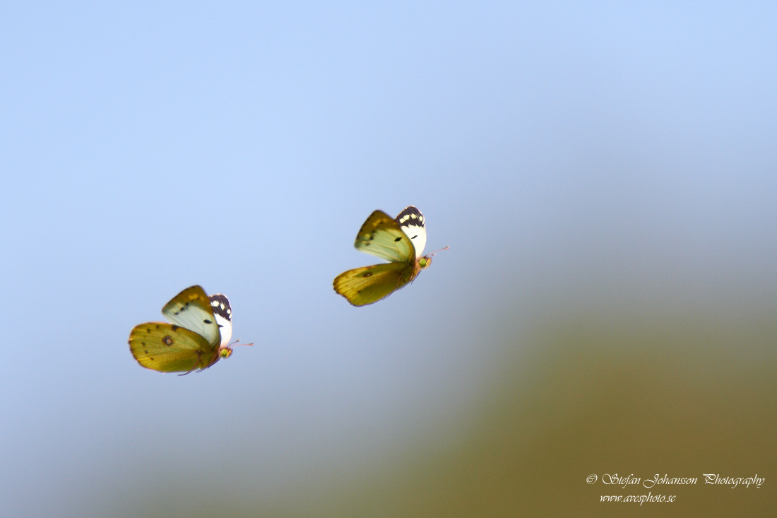 Ljusgul hfjril / Pale Clouded Yellow Colias hyale