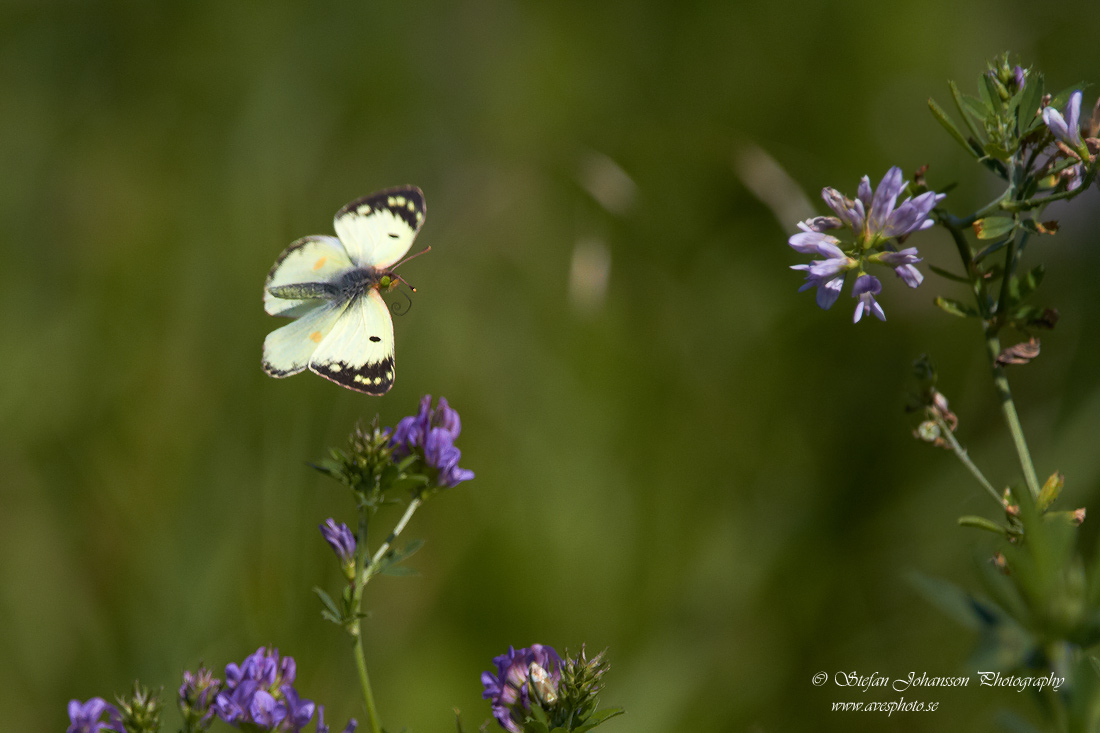 Ljusgul hfjril / Pale Clouded Yellow Colias hyale