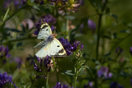 Ljusgul hfjril / Pale Clouded Yellow Colias hyale