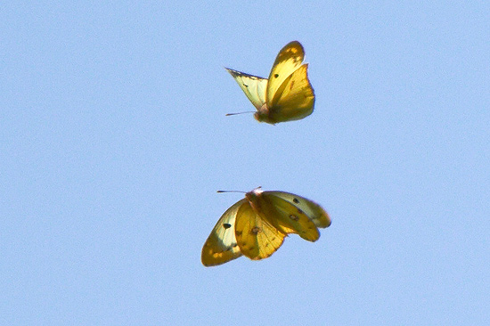 Ljusgul hfjril / Pale Clouded Yellow Colias hyale