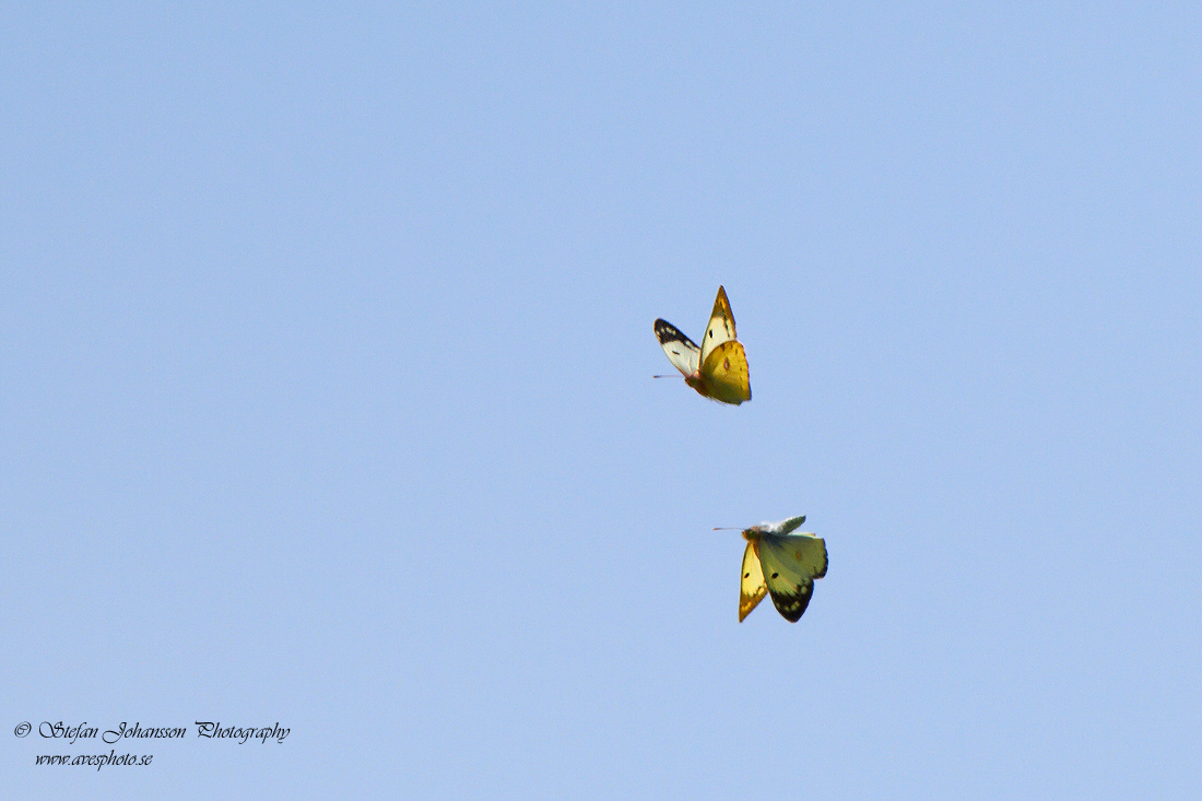 Ljusgul hfjril / Pale Clouded Yellow Colias hyale