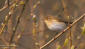 Lvsngare / Willow Warbler Phylloscopus trochilus 