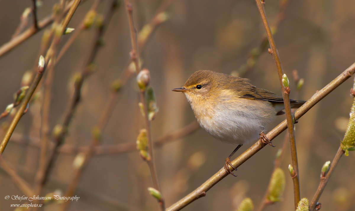 Lvsngare / Willow Warbler Phylloscopus trochilus 