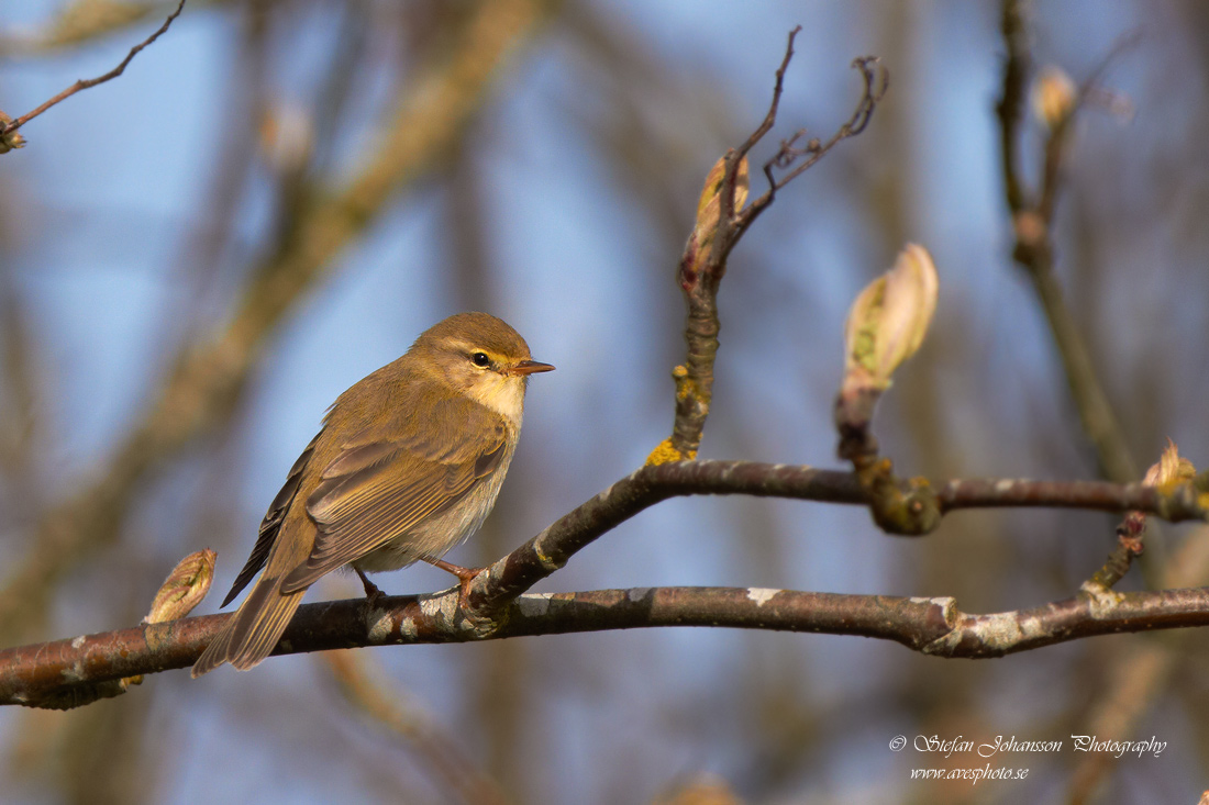 Lvsngare / Willow Warbler Phylloscopus trochilus 