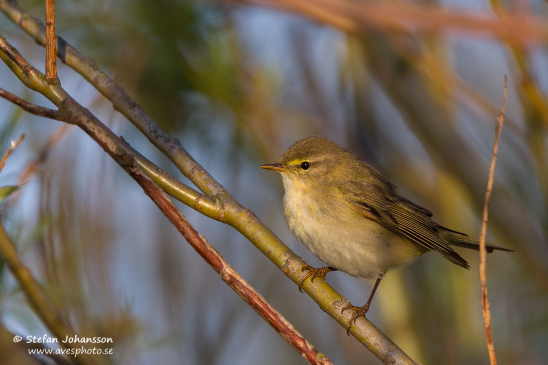 Lvsngare / Willow Warbler 