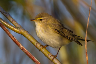 Lövsångare / Willow Warbler