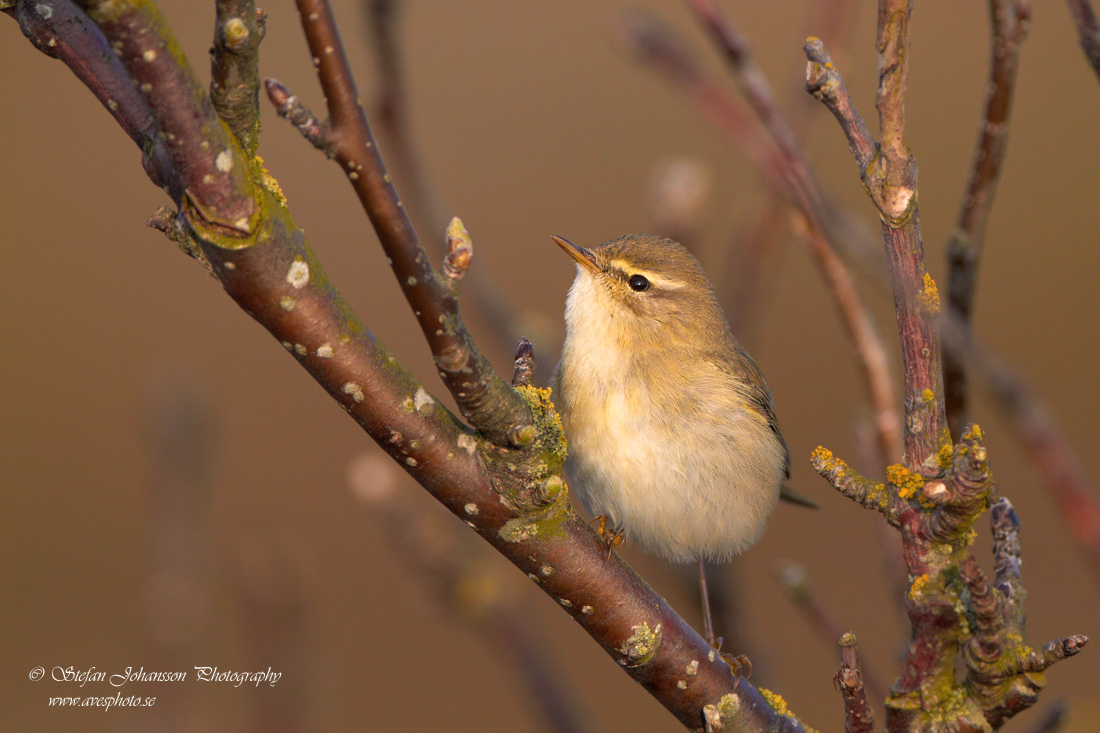 Lvsngare / Willow Warbler Phylloscopus trochilus 