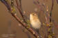 Lvsngare / Willow Warbler Phylloscopus trochilus 