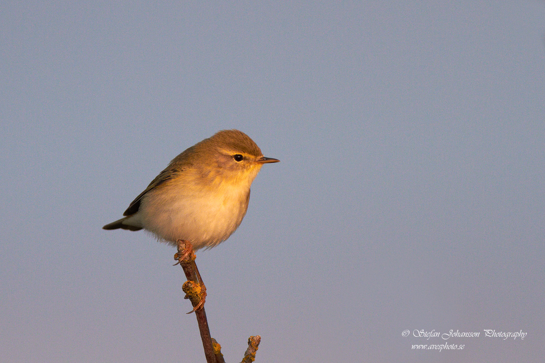 Lvsngare / Willow Warbler Phylloscopus trochilus 