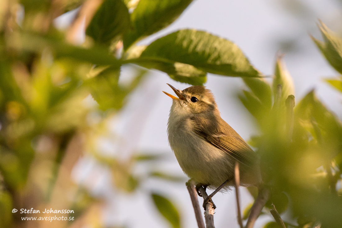 Lundsngare / Green Warbler Phylloscopus trochiloides 