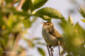 Lundsngare / Green Warbler Phylloscopus trochiloides 