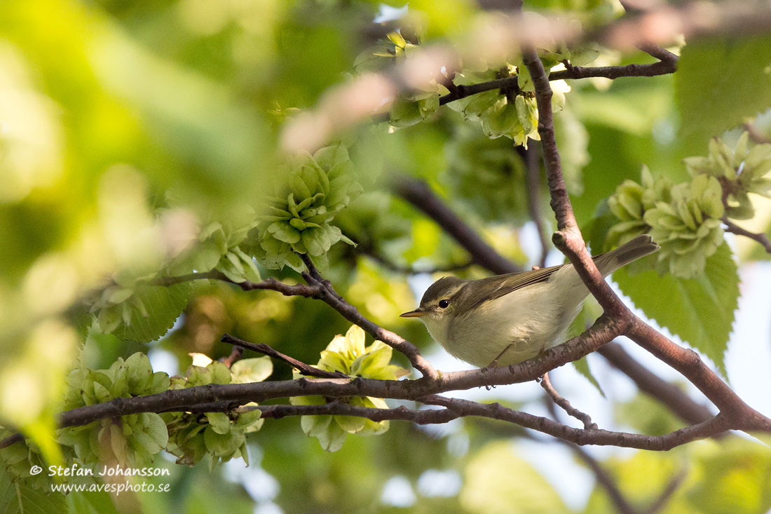 Lundsngare / Green Warbler Phylloscopus trochiloides 