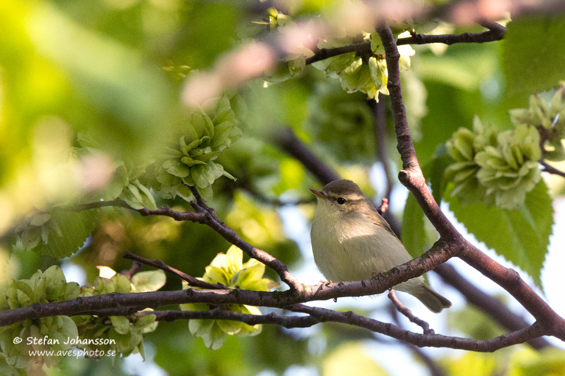 Lundsngare / Green Warbler Phylloscopus trochiloides 