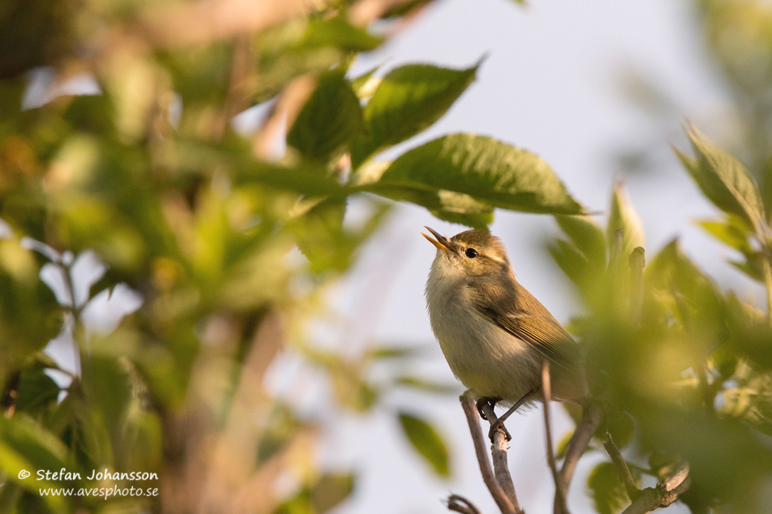 Lundsngare / Green Warbler Phylloscopus trochiloides 