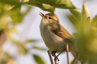 Lundsångare / Green Warbler Phylloscopus trochiloides 