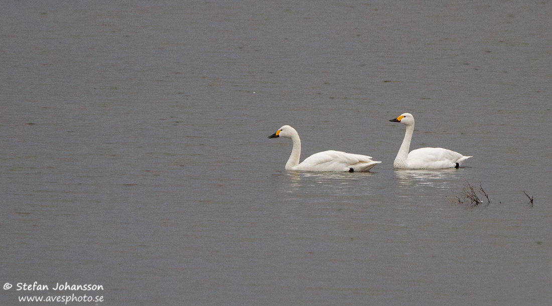 Bewick's Swan Cygnus columbianus