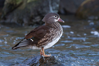 Mandarinand / Mandarin Duck 