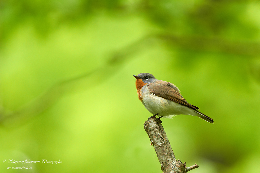 Mindre flugsnappare / Red-breasted Flycatcher Ficedula parva 