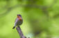 Mindre flugsnappare / Red-breasted Flycatcher Ficedula parva 