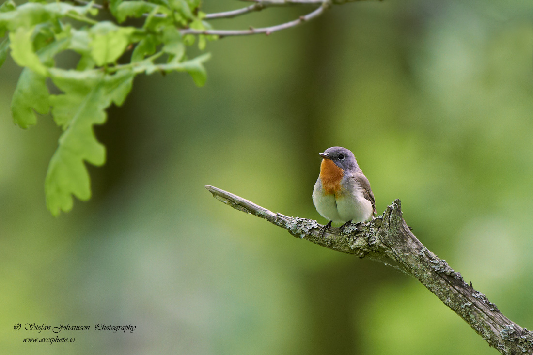 Mindre flugsnappare / Red-breasted Flycatcher Ficedula parva 