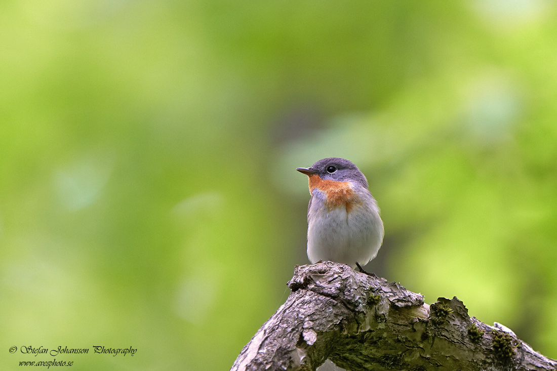 Mindre flugsnappare / Red-breasted Flycatcher Ficedula parva 