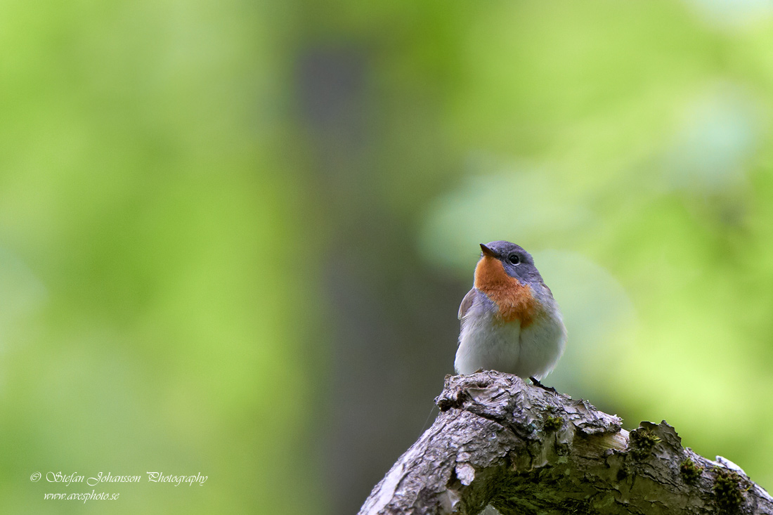 Mindre flugsnappare / Red-breasted Flycatcher Ficedula parva 