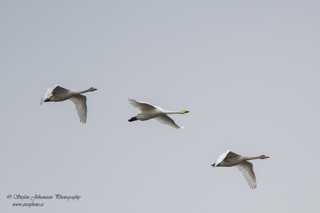 Tundrasvan (Mindre sngsvan) / Bewick's Swan Cygnus columbianus 