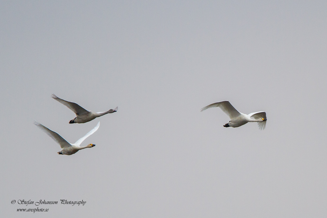 Tundrasvan (Mindre sngsvan) / Bewick's Swan Cygnus columbianus 