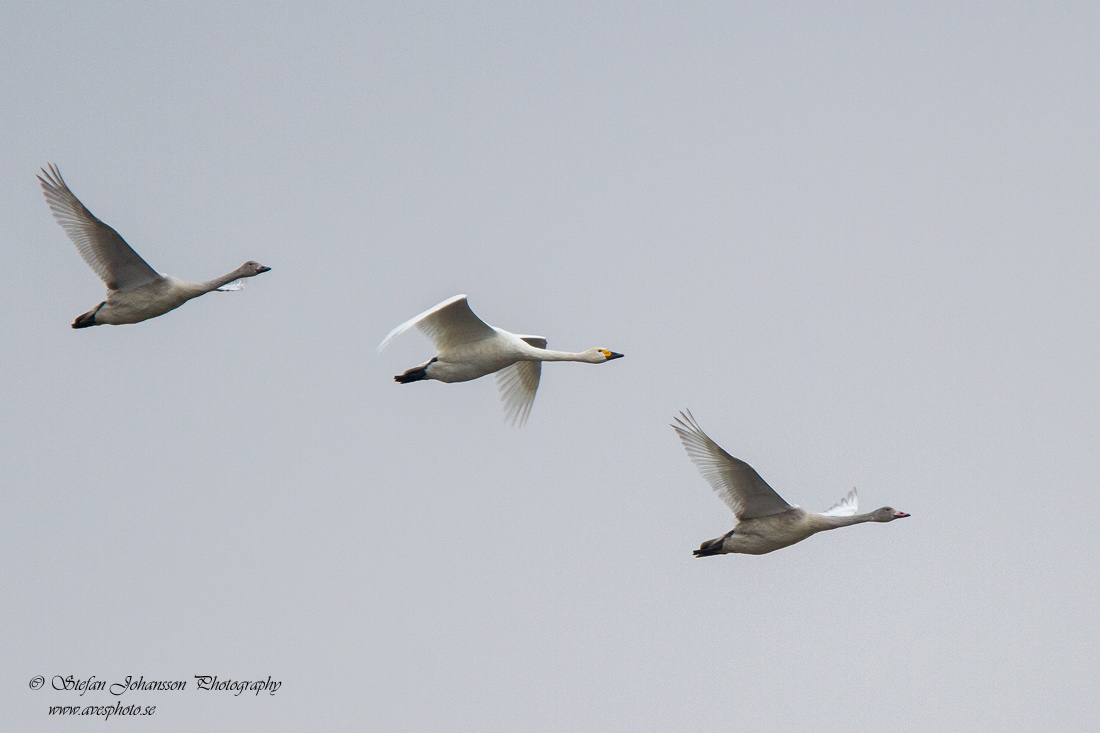 Tundrasvan (Mindre sngsvan) / Bewick's Swan Cygnus columbianus 