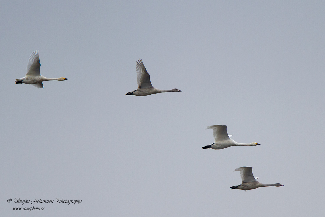 Tundrasvan (Mindre sngsvan) / Bewick's Swan Cygnus columbianus 