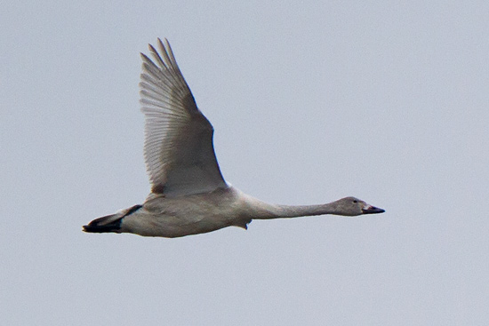 Tundrasvan (Mindre sngsvan) / Bewick's Swan Cygnus columbianus 