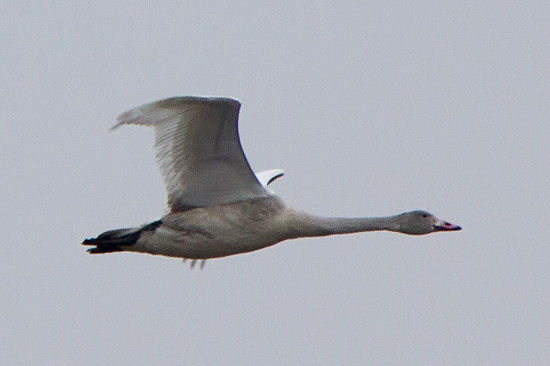 Tundrasvan (Mindre sngsvan) / Bewick's Swan Cygnus columbianus 